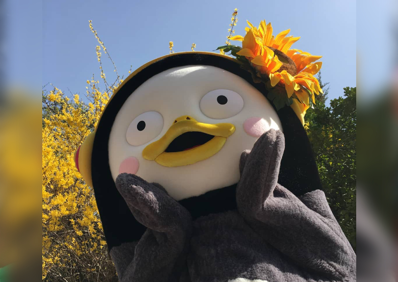 korean penguin