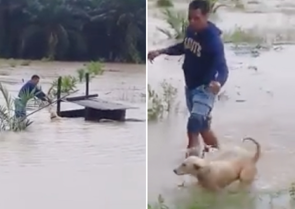 Malaysian man braves flood waters to rescue dog that was chained and ...