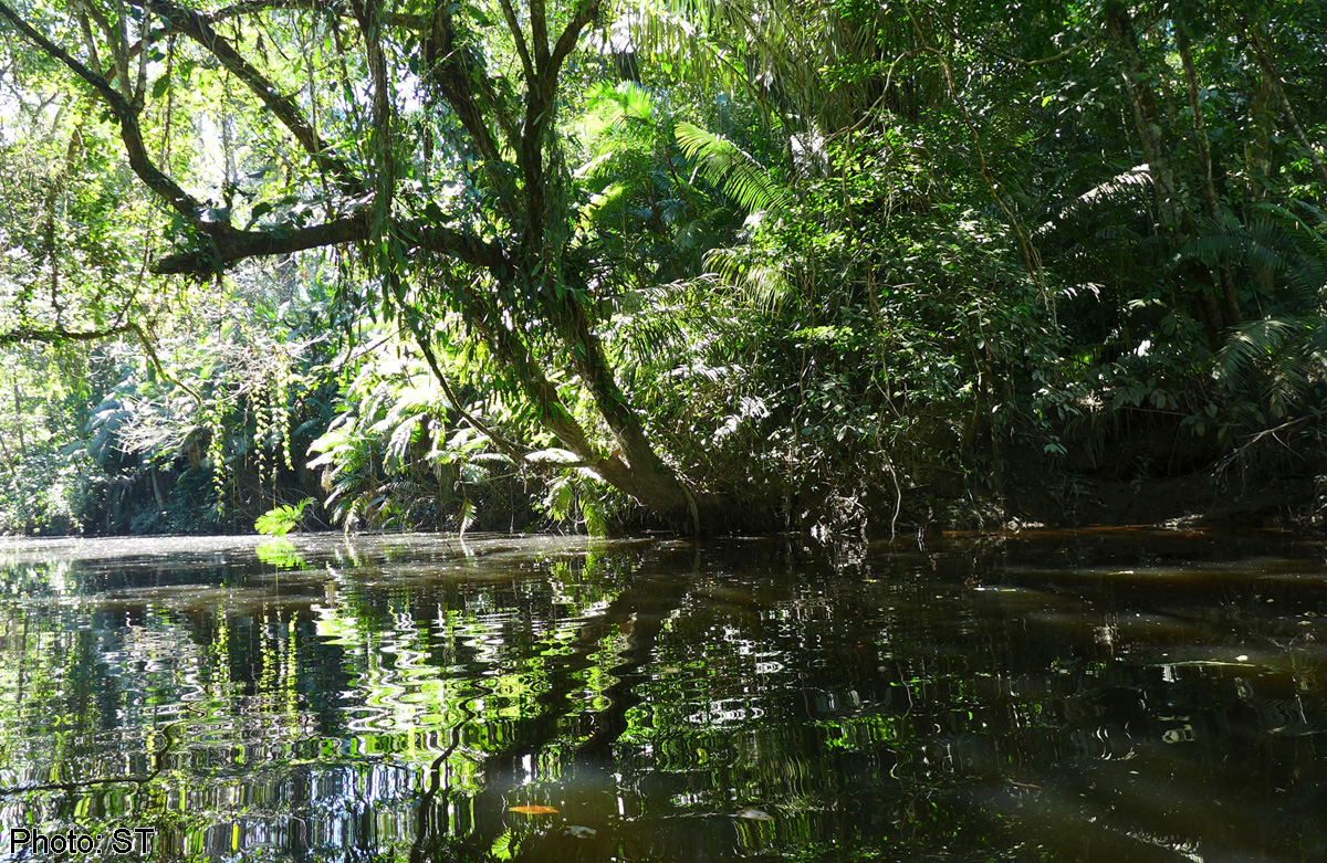 Secret life of the Amazon rainforest, World News - AsiaOne