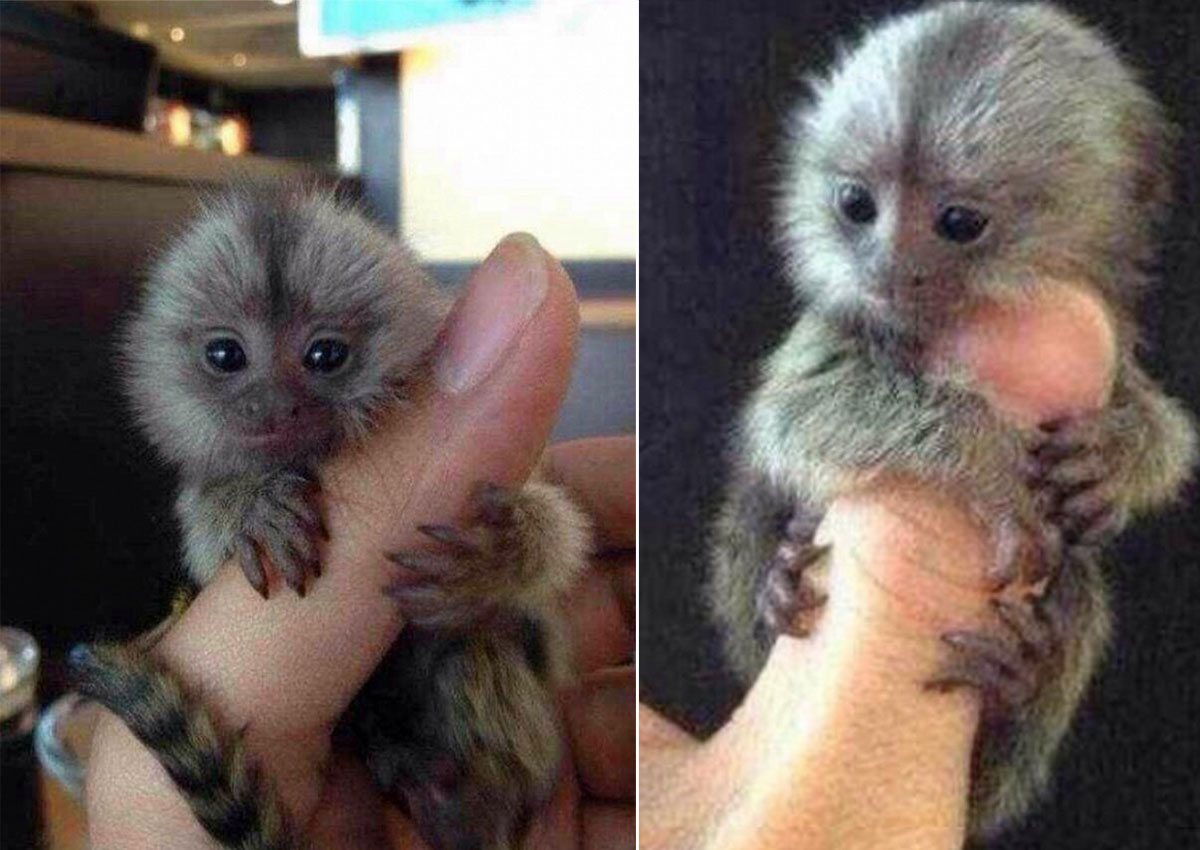 owning a marmoset monkey