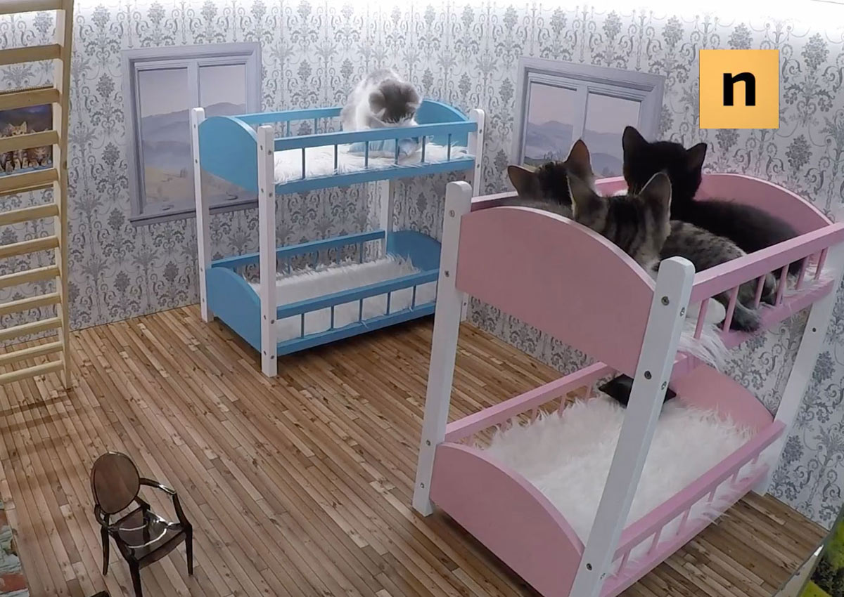 Keeping Up with the Kattarshians watch this live stream of kittens in