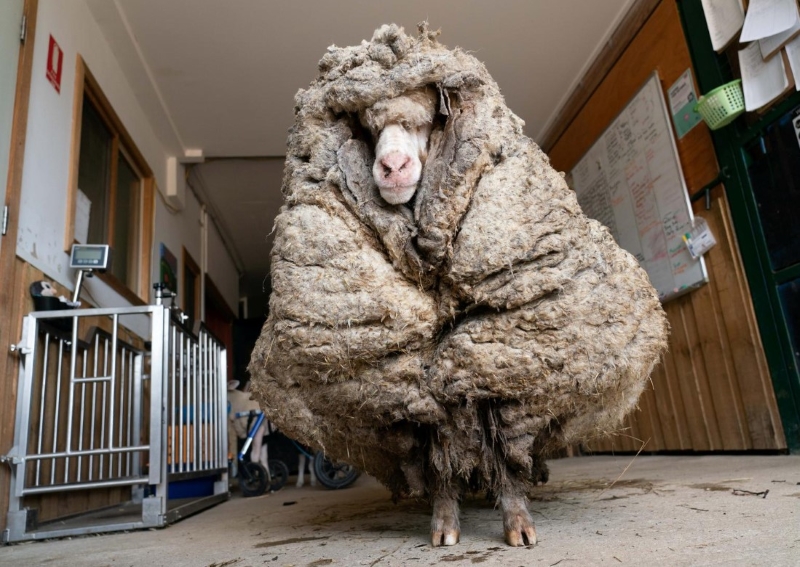 Baarack from the brink Wild sheep rescued in Australia shorn of 35 kg fleece, World News AsiaOne