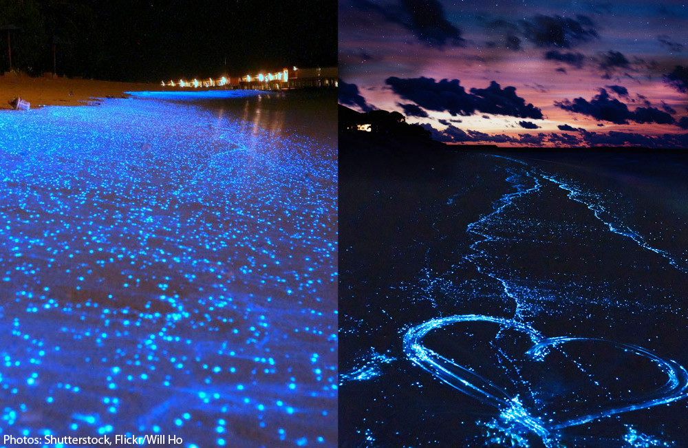 Светящийся планктон в море