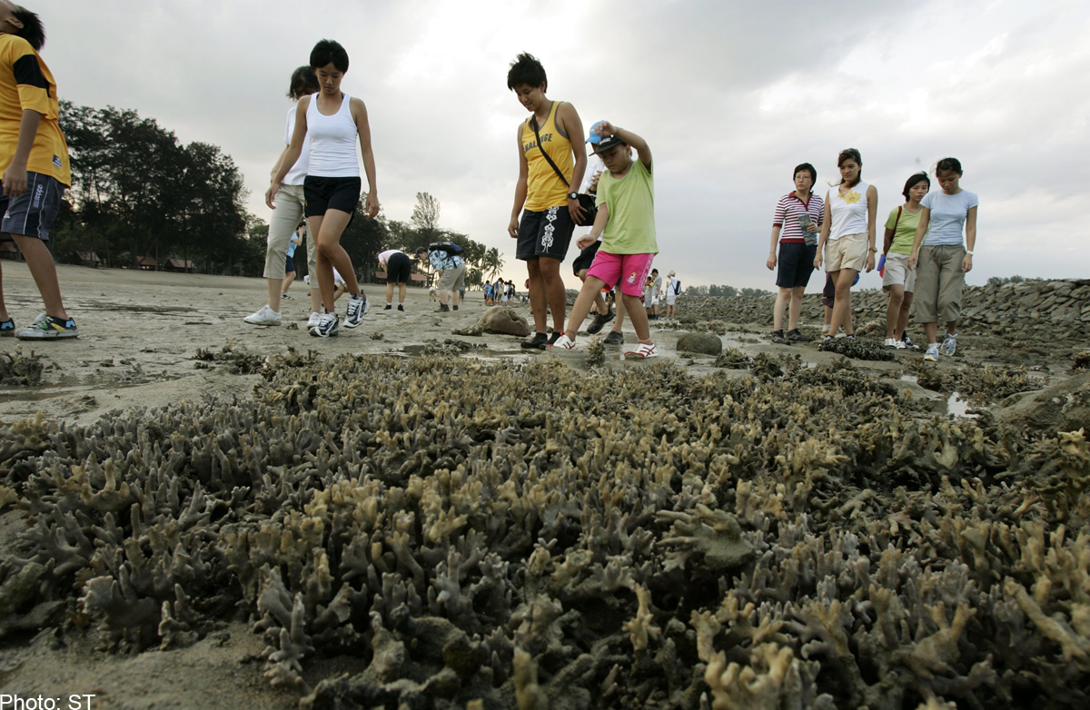 There's hope yet for lost coral species, Singapore News AsiaOne