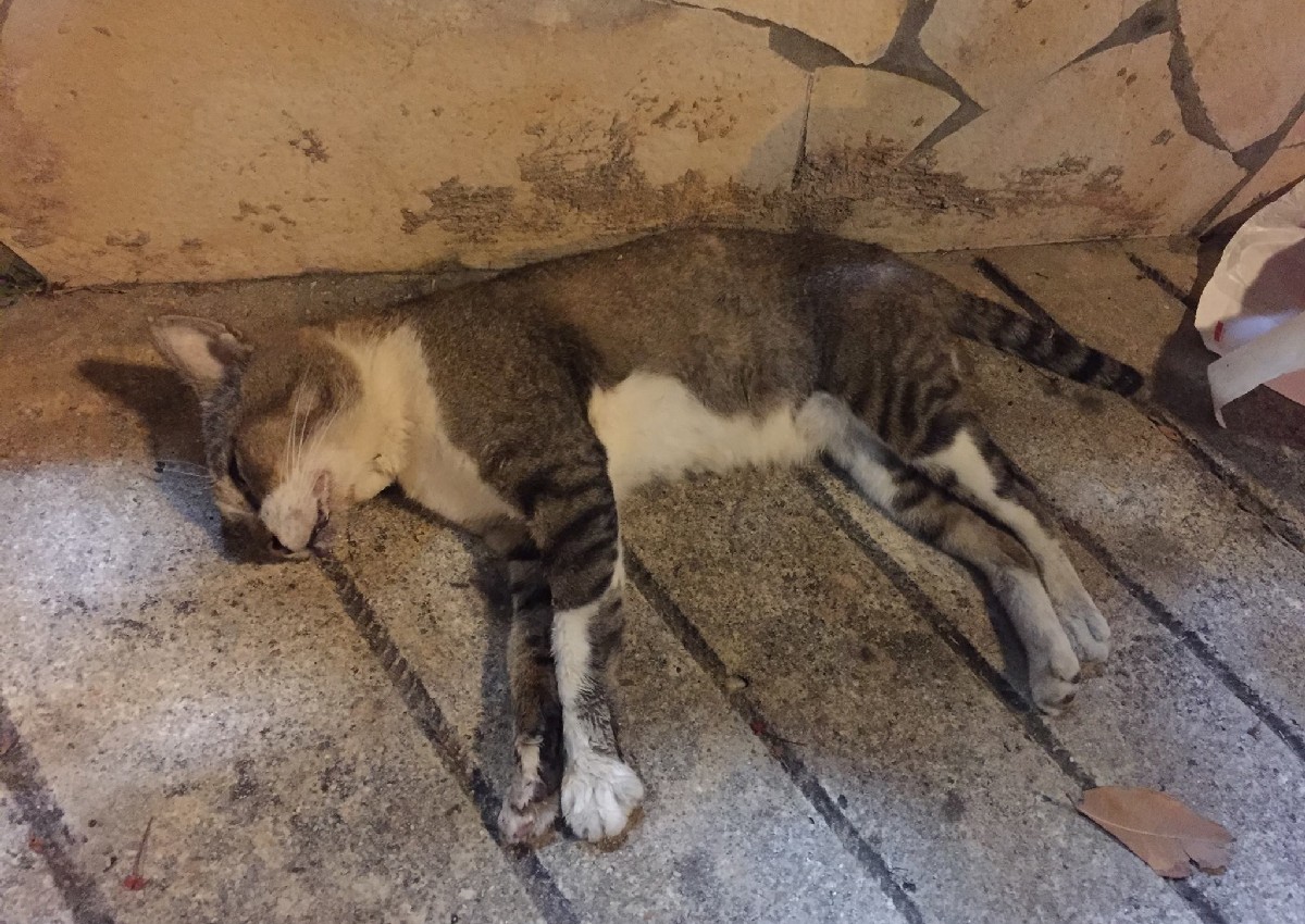 This latest cat death comes two days after another cat death in Yishun on J...