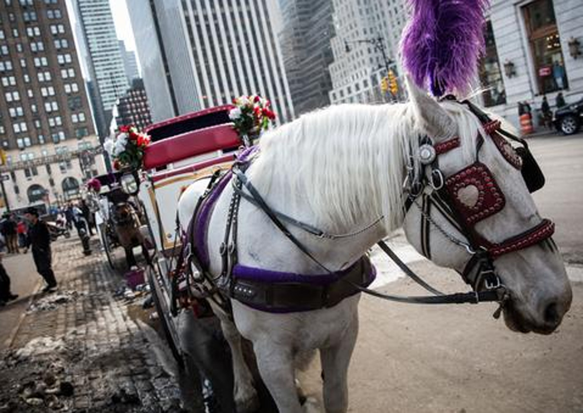 New York deal to limit horsedrawn carriage rides, World News AsiaOne