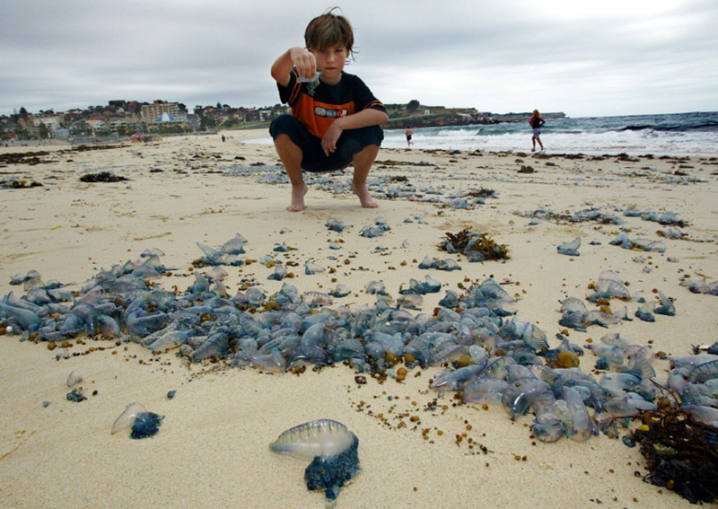 Thousands stung in Australian jellyfish 'invasion', several beaches
