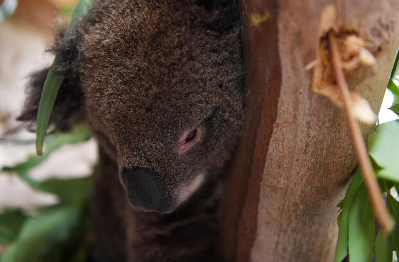 Гиб животное. Вымирающие коалы пожар в Австралии. Загадочные коалы. Пожары в Австралии животные.