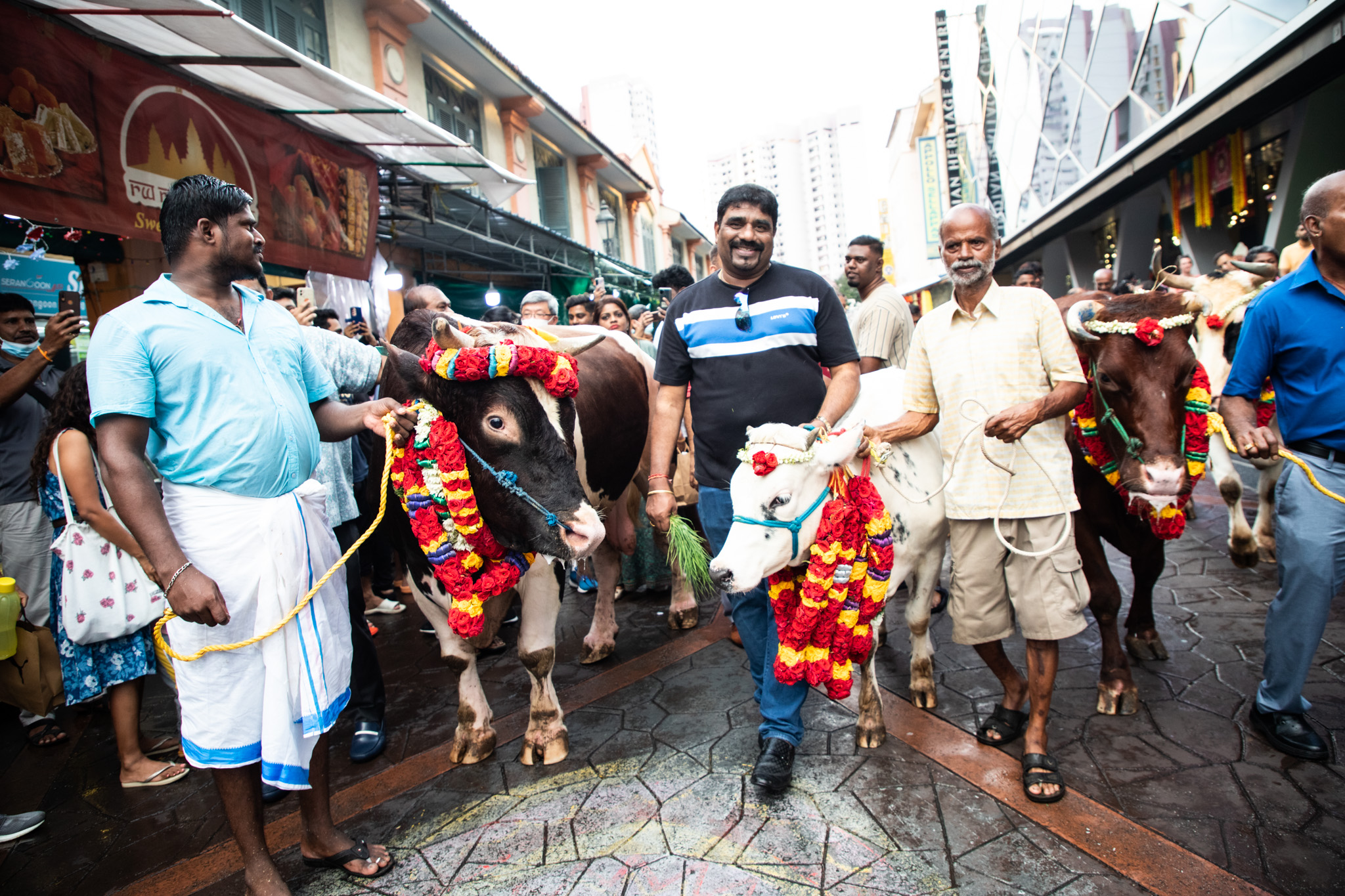 Things to know about harvest festival Pongal in Singapore, Lifestyle