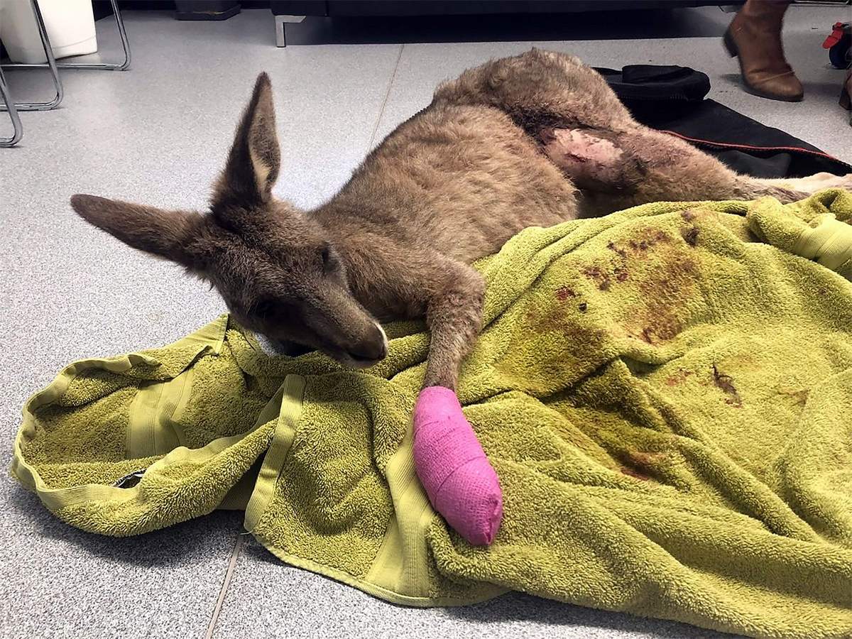 Sleeping family stunned as kangaroo smashes through house window in ...
