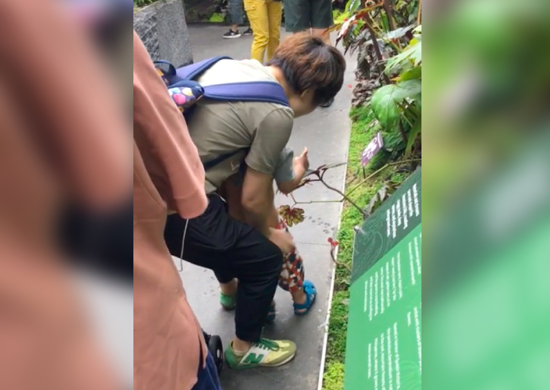 Clip of boy peeing into plants at Gardens by the Bay angers Singaporeans,  Singapore News - AsiaOne