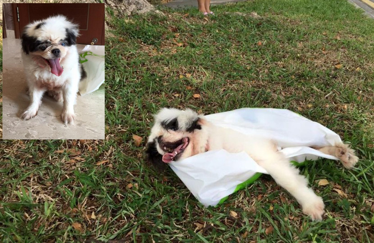 Animal lovers in Singapore horrified by recent spate of ...