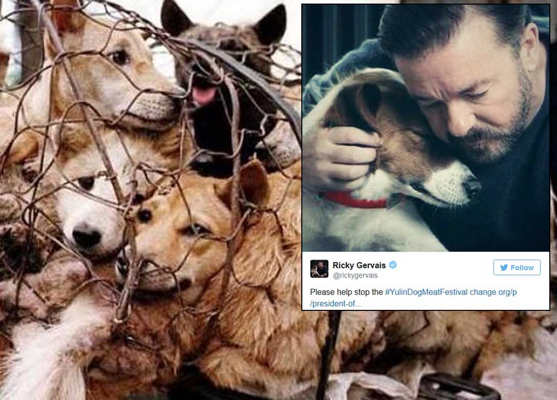 Celebrities join campaign to stop dog meat festival in China, Asia ...