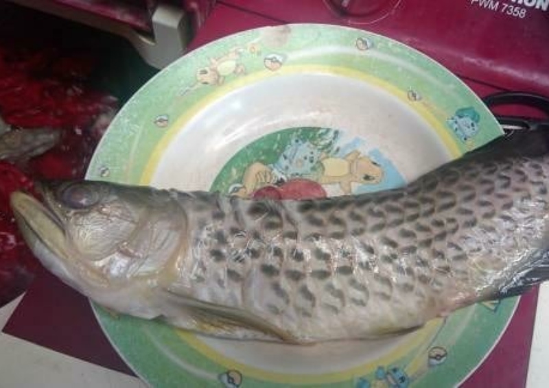 Man in Indonesia mourns death of pet arowana after dad 