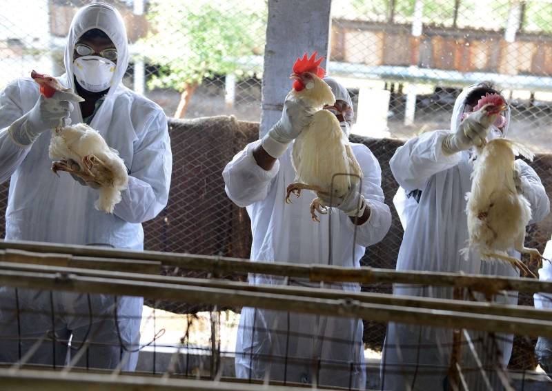 Bird flu h10n3 China confirms
