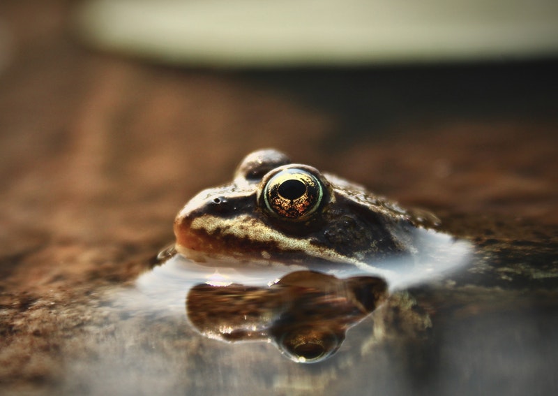 Man in China gets parasitic infection from eating 5 live frogs 'for strength', China News - AsiaOne