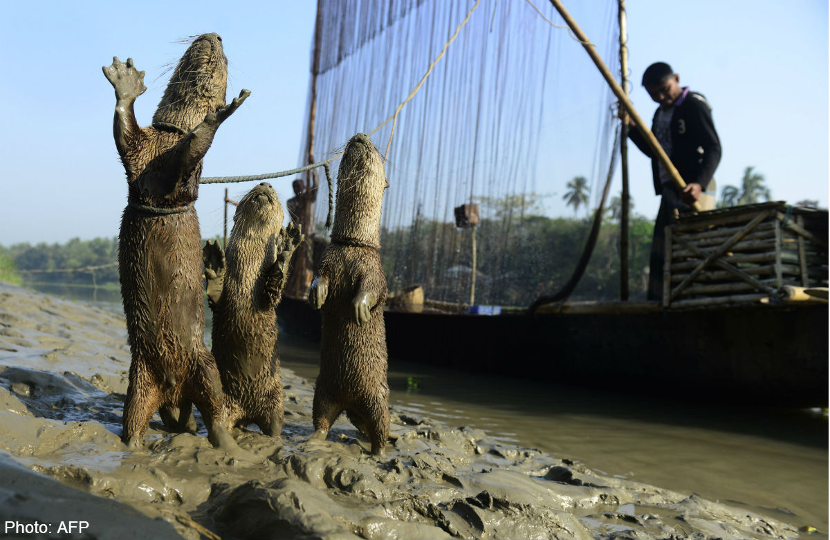 Otterly Cute Way Of Fishing In Bangladesh World News AsiaOne