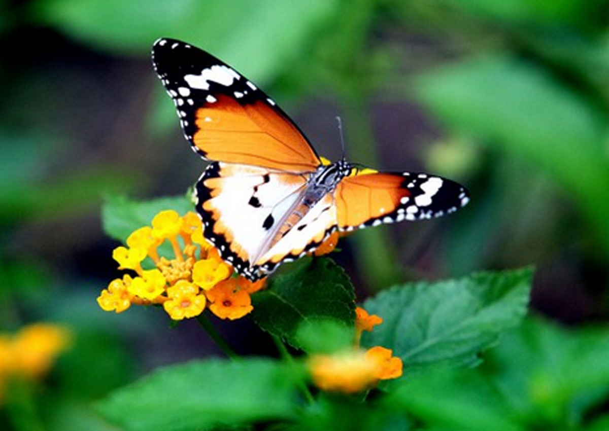 Can butterflies hear?, News AsiaOne