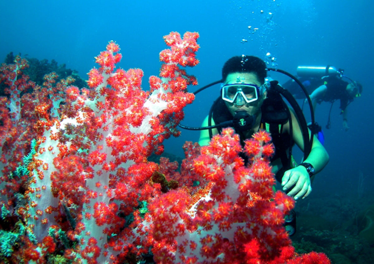 Reef tourism. Спасти коралл. Лангкави кораллы. Спасение кораллов. Морской аквариум и музей на острове Борнео, Малайзия.