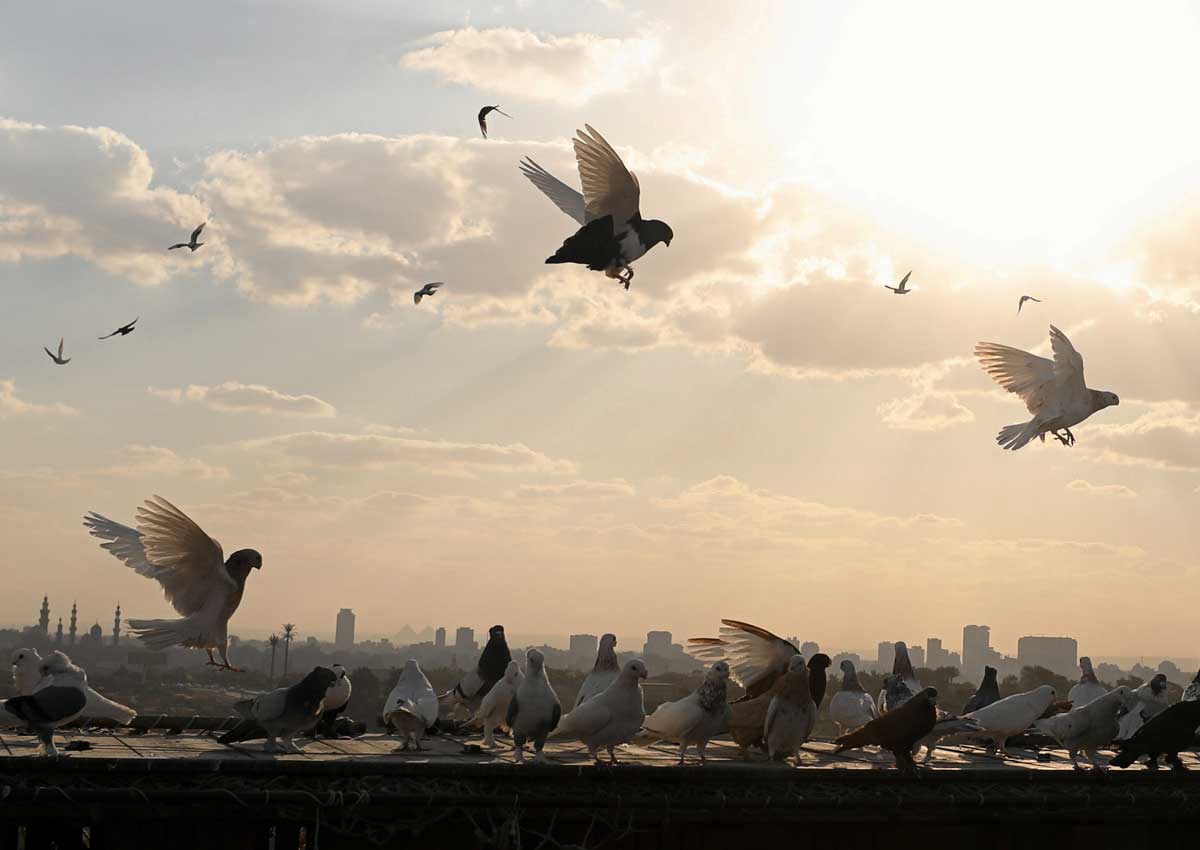 Pigeon lovers do steal each other's birds in Egypt, World News AsiaOne
