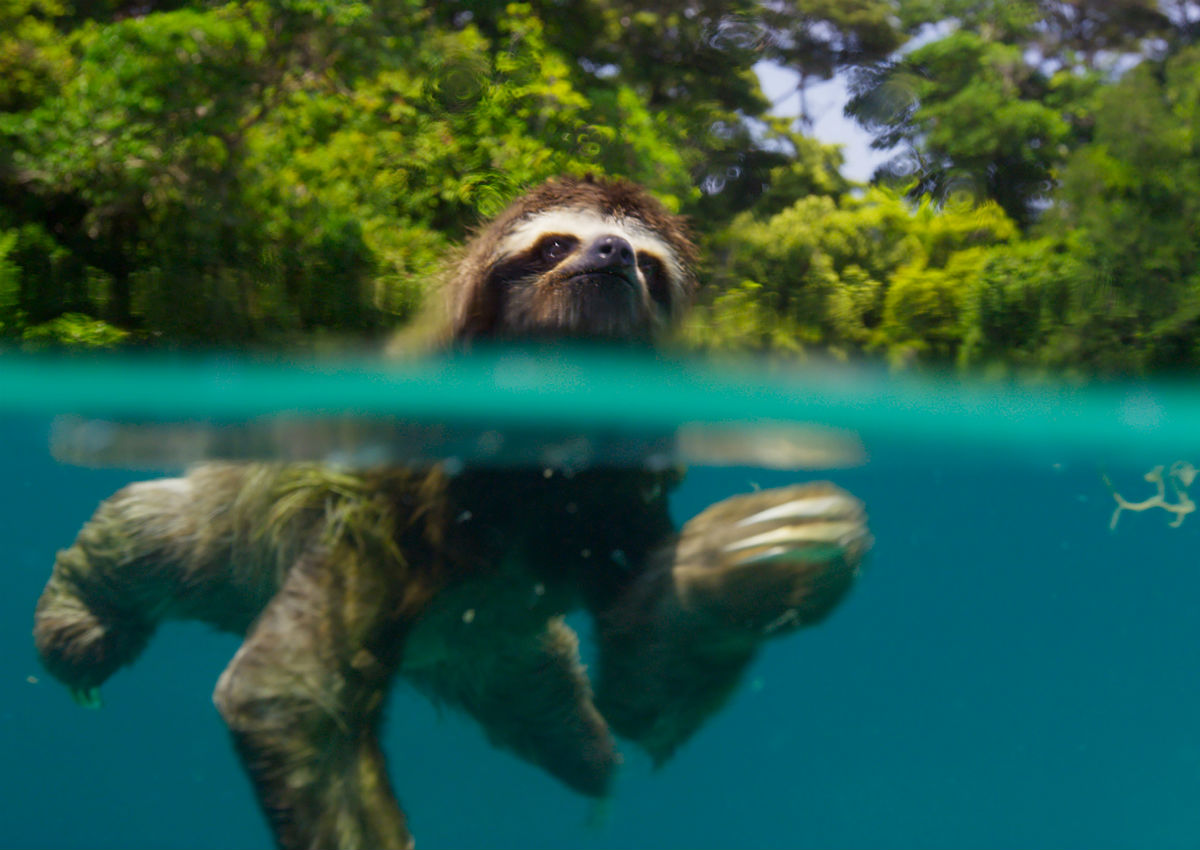 Watching a furry sloth swim makes you happier and less stressed, study