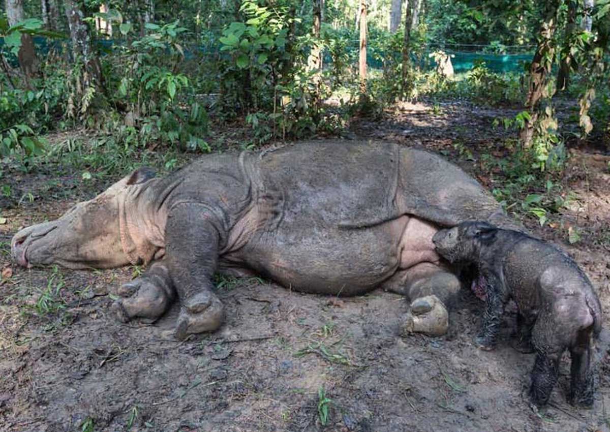 Birth of rare Sumatran rhino hailed as major boost, Asia News - AsiaOne