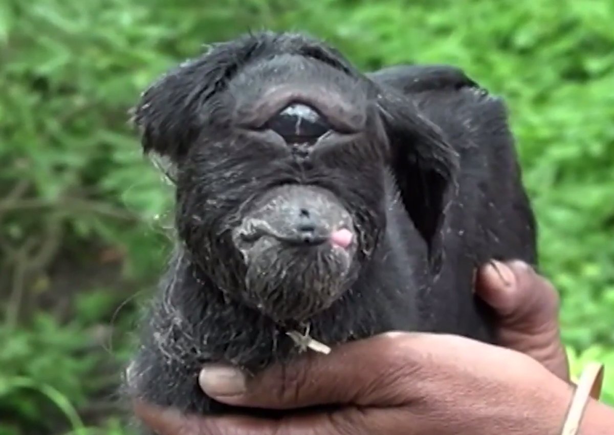 'Cyclops' goat born with one eye stuns vets and scientists with
