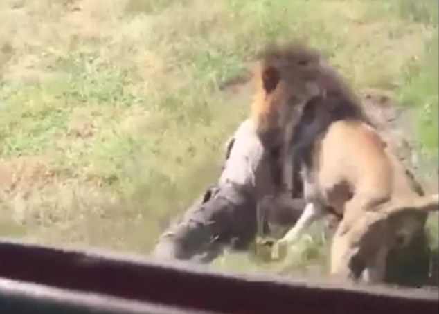 Video shows terrifying moment elderly man is mauled by lion in wildlife  park, World News - AsiaOne
