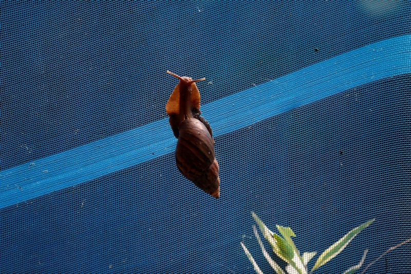 Thai snails kept 'happy' and healthy for their cosmetic slime, Asia