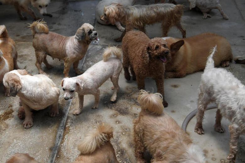 Outbreak of dog flu in Pasir Ris Farmway shelters, Singapore News AsiaOne