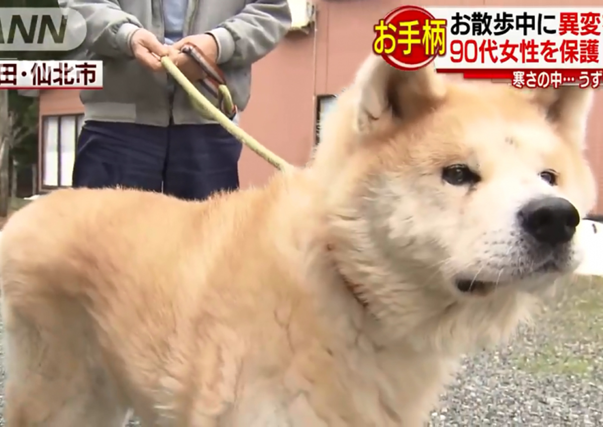 Akita dog honoured by Japanese police after coming to rescue of elderly