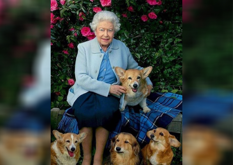 Queen Elizabeth's new dorgi puppy dies, Entertainment News - AsiaOne
