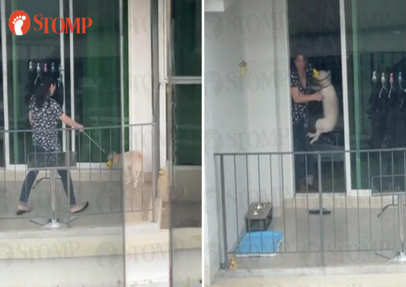 Woman caught on video caning dog on condo balcony; SPCA investigating