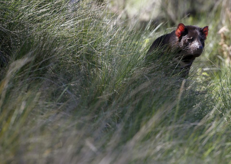 First Tasmanian Devils born in the wild of Australia mainland in 3,000