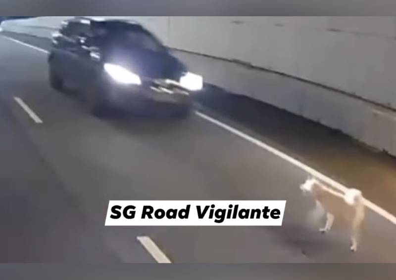 Is It An Offence To Run Over A Dog