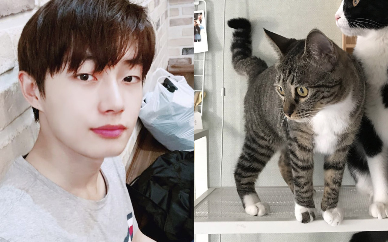 Korean Pop Idol Under Fire For Allegedly Abandoning His Pet Cat Entertainment News Asiaone