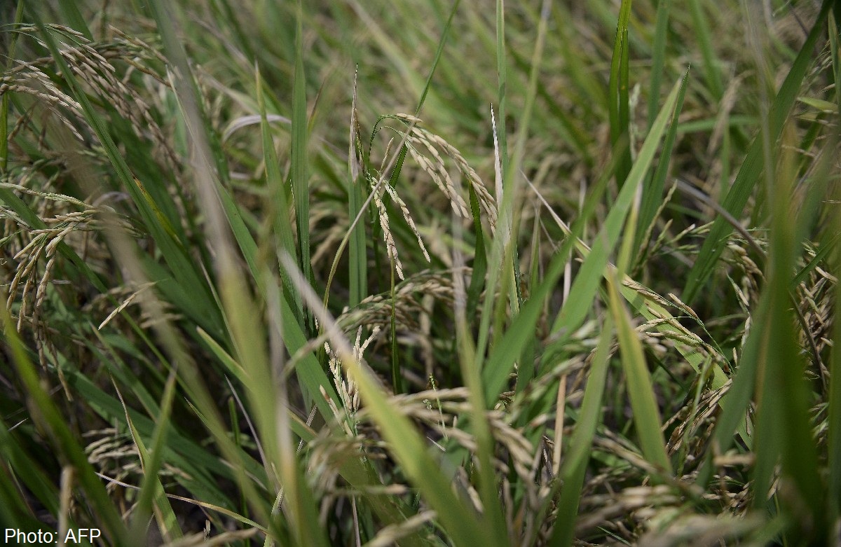 Thailand tipped to retake crown as world's top rice exporter, Asia News