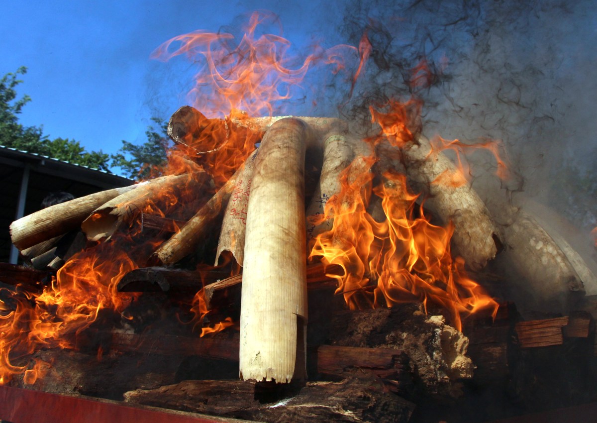Myanmar torches illegal wildlife stockpile to deter smugglers, Asia