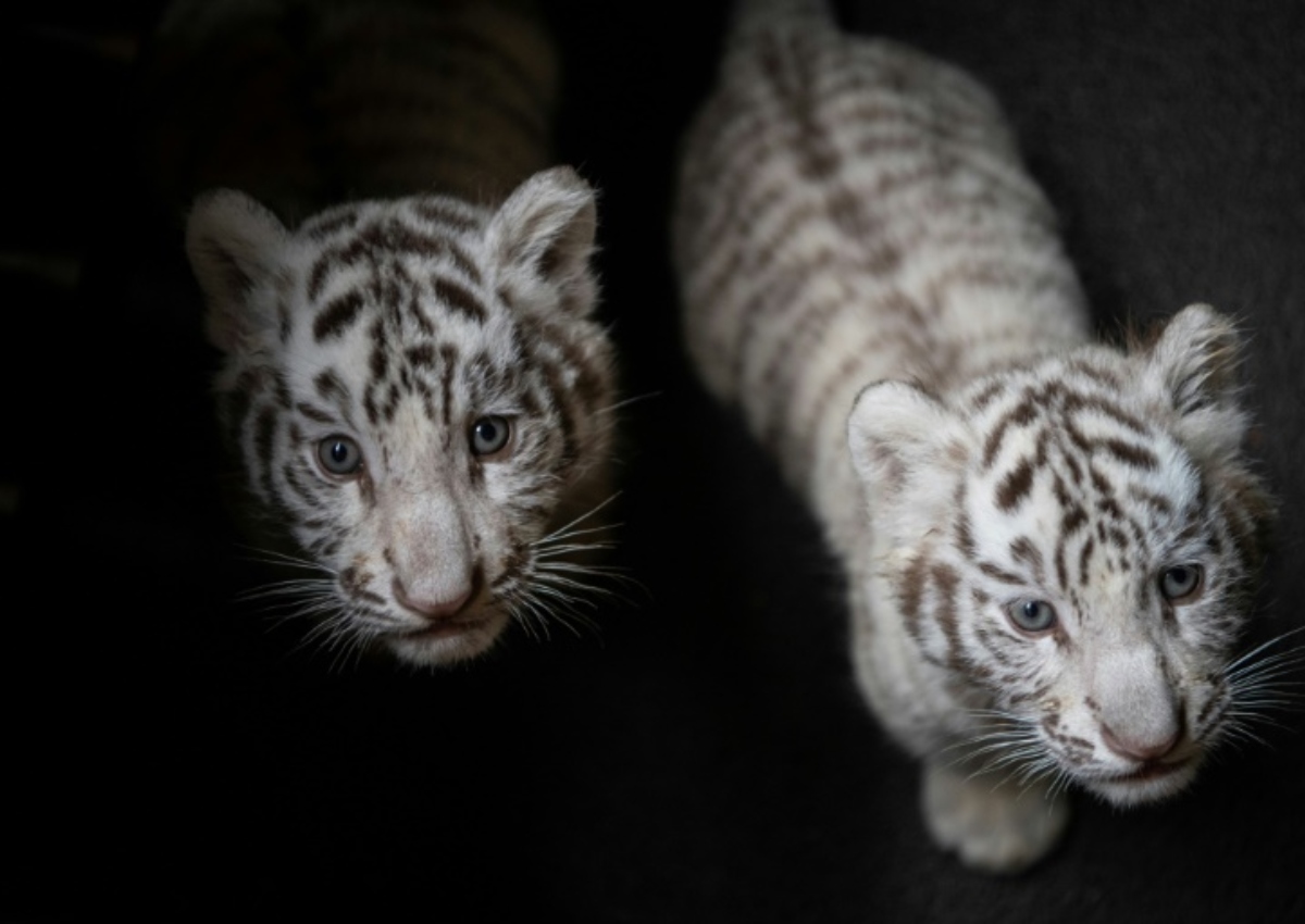 China purrs over white tiger triplets, China News AsiaOne