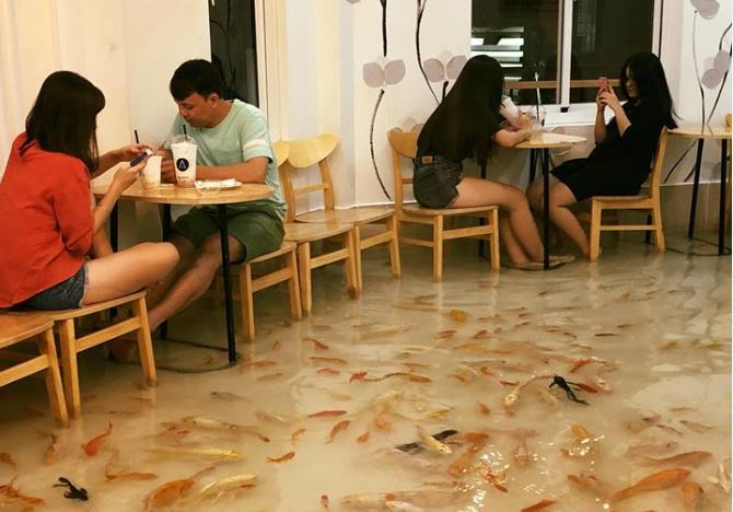 Vietnam's fish-filled 'koi cafe' tanks after accusations of animal abuse,  Asia News - AsiaOne