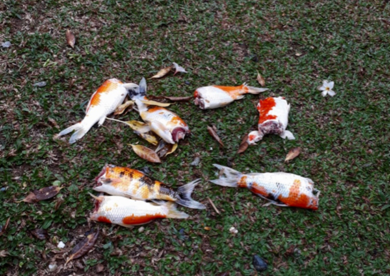 Homeowner Squeaks Displeasure Over Otters Feasting On Prized Koi Singapore News Asiaone