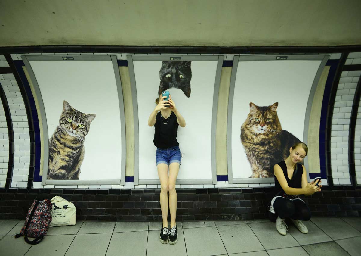 london underground cats