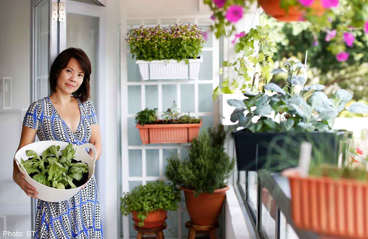 Urban farmers Growing own greens fast food trend in S'pore