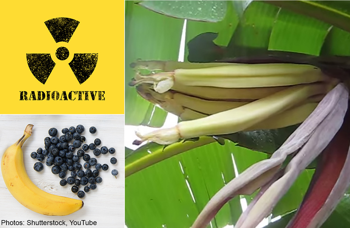 10 strange facts you never knew about bananas, Food News AsiaOne