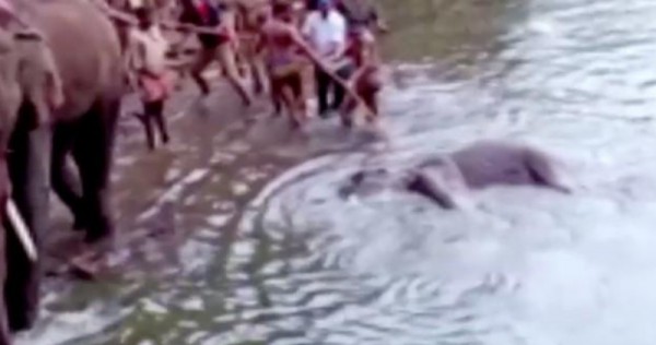 Indian Elephant Dies After Eating Fruit Packed With Firecracker