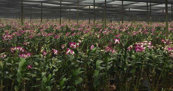 Plant Nurseries In Singapore 2020 Popular House Plants Where To Buy Them Lifestyle News Asiaone