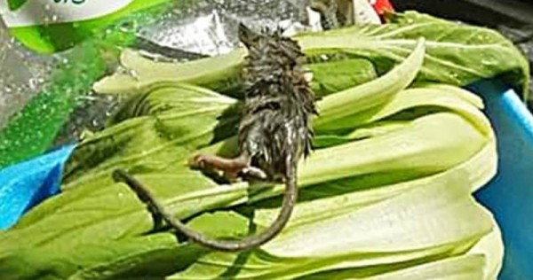 Ratted out: Dead rodent found in 