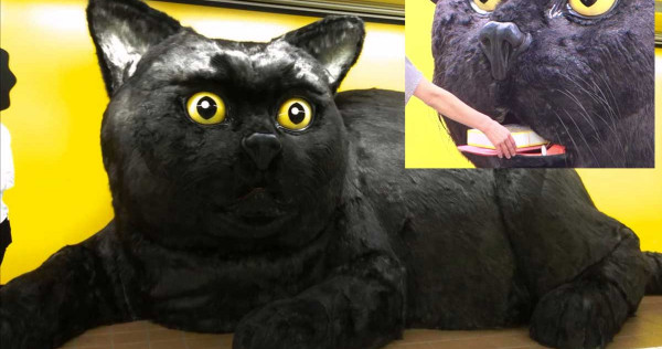 giant black cat