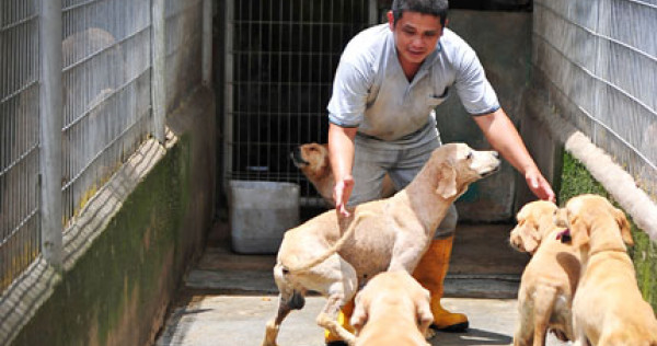 aquarian goldfish flake food