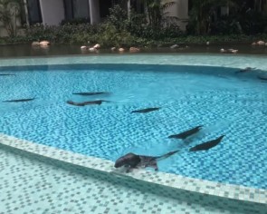 Otters seen frolicking in pool and feasting on fish from pond at condominium along Alexandra Canal